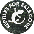 Reptiles for Sale UK