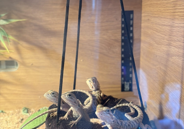 Baby Bearded dragon