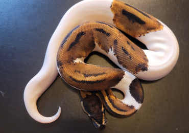 1.0 Male Leopard Pied
