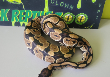 Female Royal (Ball) Python 100% het Desert Ghost