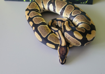 1.0 Male Royal (Ball) Python