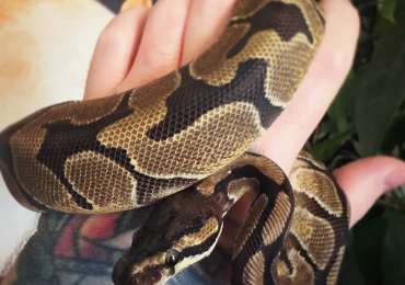 Royal Python