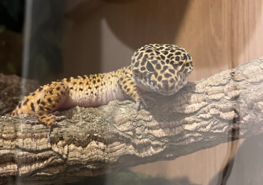 Leopard gecko for sale