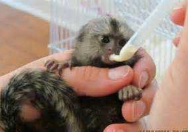 Marmoset Monkeys Ready Now