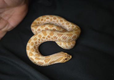 Albino Western Hognose