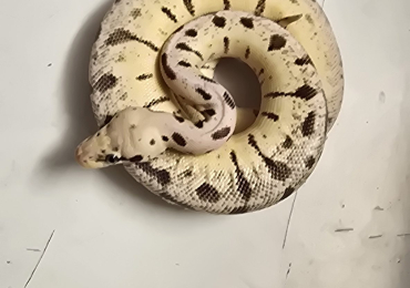 Various Ball Pythons