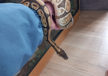 Female python snake