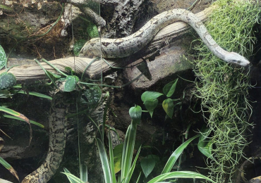 Pure Hog Island Boa