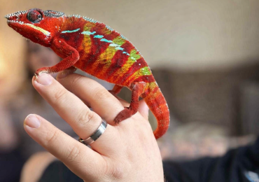 Panther chameleon