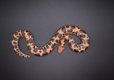 Pure Dodoma Kenyan Sand Boa
