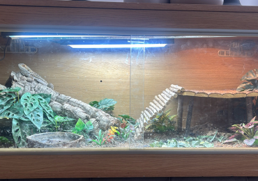 Bearded dragon