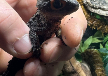 2 Female Crocodile Skinks for Sale