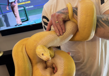 Female Lavender sun fire motley reticulated python