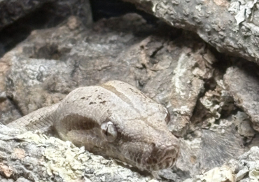 Male hog island boa