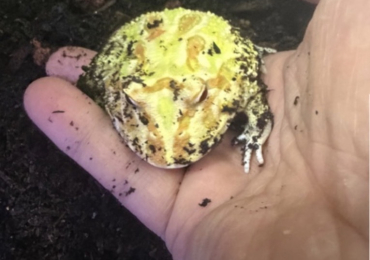 Albino Pacman frog