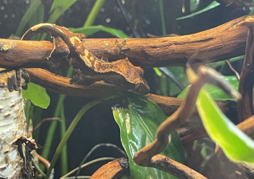 Crested Gecko babies for sale