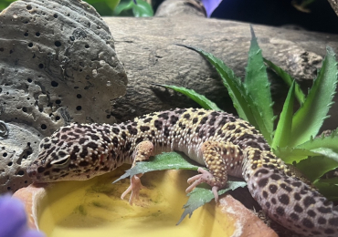 (ENCLOSURE INCLUDED) Female Leopard Gecko