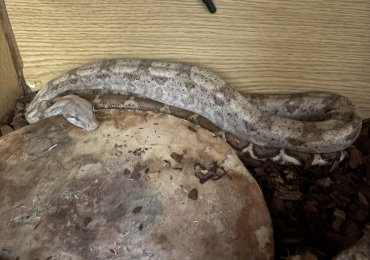 Female Hog island boa for sale