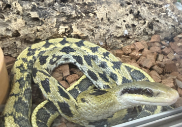 2x snakes vivs included