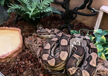 Dwarf Boa + Full Setup