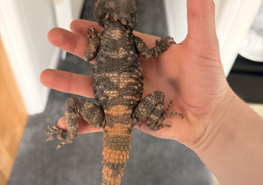 painted agama for sale