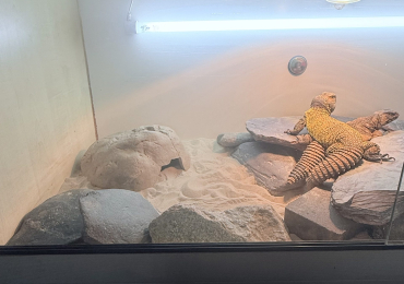 Pair of Moroccan Uromastyx