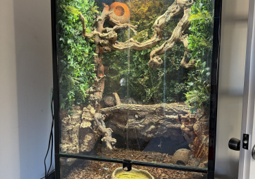 Jungle carpet python