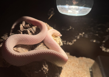 Super arctic albino Superconda AKA super daddy male hognose snake