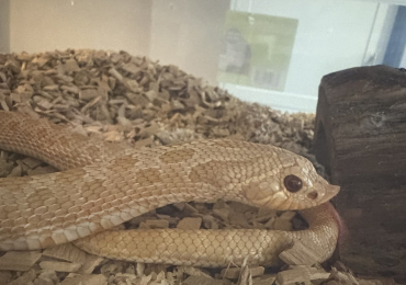 Albino male hognose snake