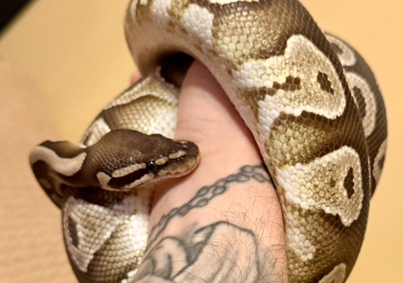 Mojave Ball Python
