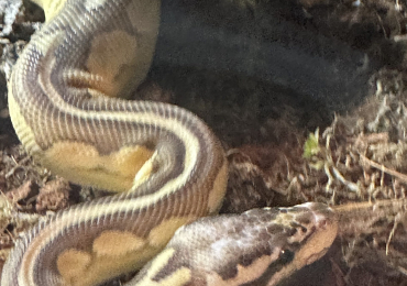 Supper Pastel Butter Female Royal Python