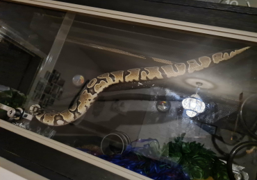 Female ball python