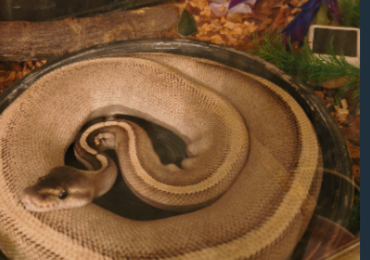 Purple Passion male ball python for sale