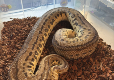 11x Royal Pythons for sale