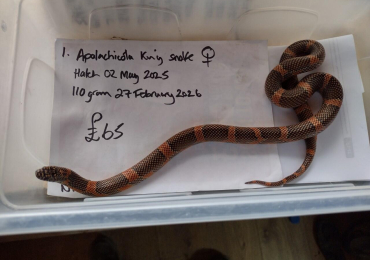 Female 2025 Apalchicola King Snake