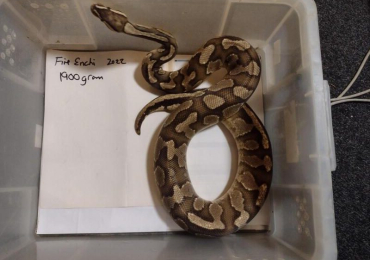 Female Fire Enchi Royal Python.