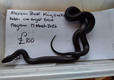 Grown on Female Mexican Black King Snake