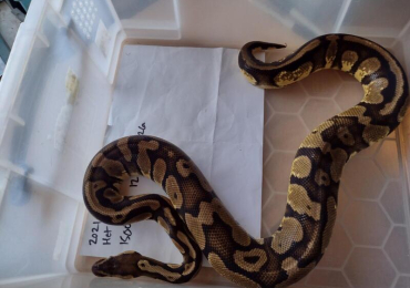 Female Pastel het Pied Royal Python