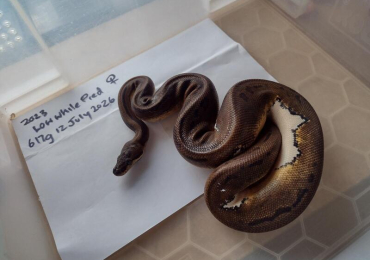 Female Low White Pied Royal Python