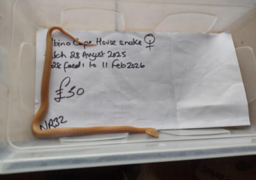 female Albino Cape House Snake