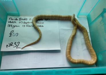 Male Albino Florida King Snake