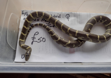 Female 2025 Florical King Hybrid