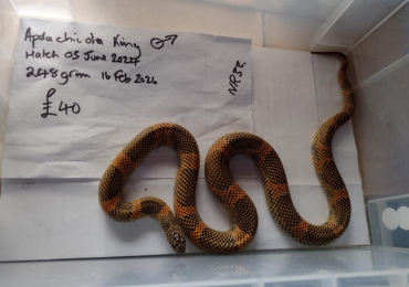 2024 Male Apalachicola King Snake