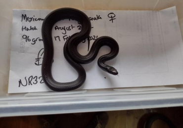 Female 2024 Mexican Black King