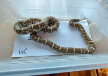 2024 Female Calbrook Hybrid King