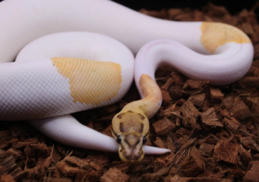 Multiple royals available